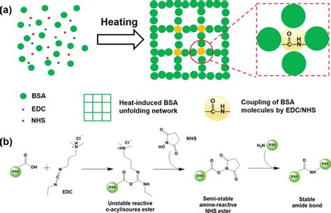 pnc protein|A General Protein Unfolding‐Chemical Coupling Strategy for Pure .